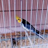 Calopsita Ancestrale Maschio