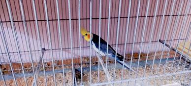 Calopsita Ancestrale Maschio