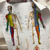 Poster corpo umano