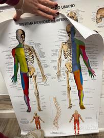 Poster corpo umano