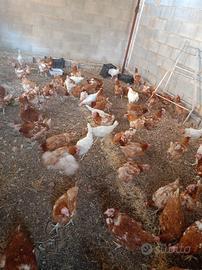 Galline ovaiole