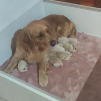 Cuccioli Golden retriever ,con pedigree