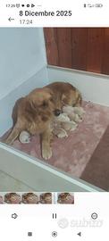 Cuccioli Golden retriever ,con pedigree
