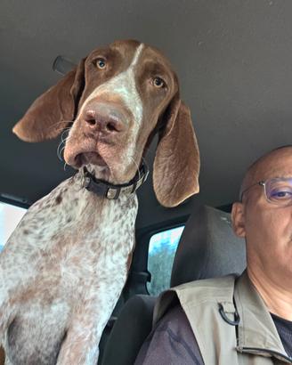 Cane da tartufo