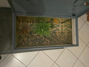 Acquario