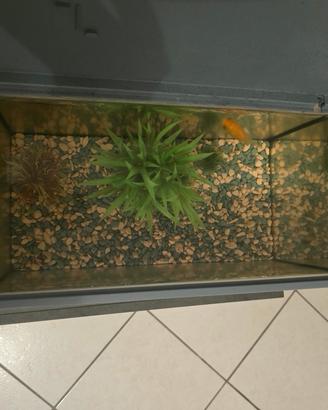 Acquario