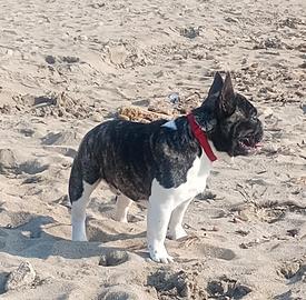 Bulldog francese