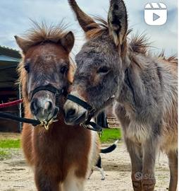 Pony e asinello
