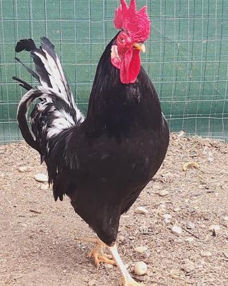 Gallo