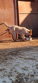 cattle dog