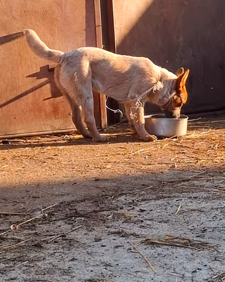 cattle dog
