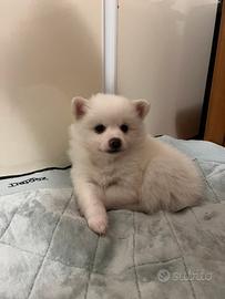 Cuccioli di Volpino Italiani