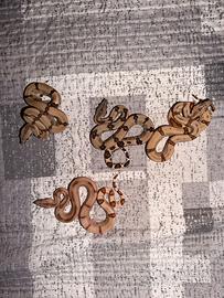 Baby boa