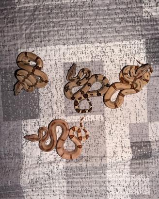 Baby boa