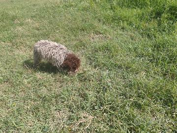 Cucciolo di lagotto romagnolo