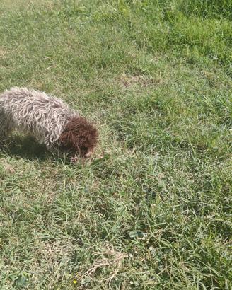 Cucciolo di lagotto romagnolo