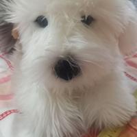 peluche “BOBBY” – BOBTAIL Plush & Company