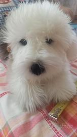 peluche “BOBBY” – BOBTAIL Plush & Company