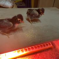 Galline padovane