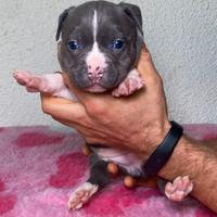 Cuccioli di Amstaff blu - Allevamento