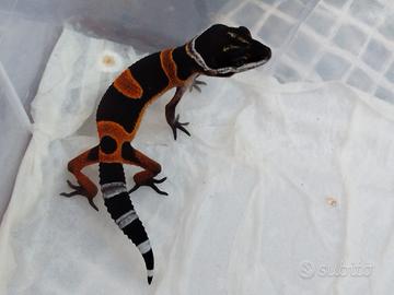 Geco Leopardino