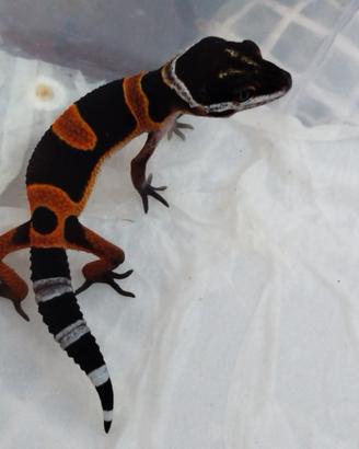 Geco Leopardino