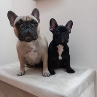 Cucciolo di bulldog francese con pedigree enci