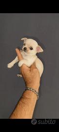 Cucciola di chihuahua toy femmina