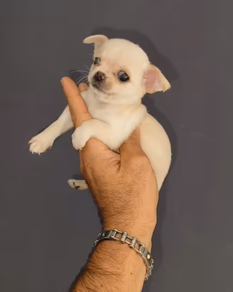 Cucciola di chihuahua toy femmina