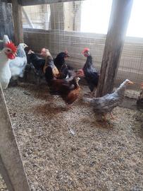 Galli e galline nane