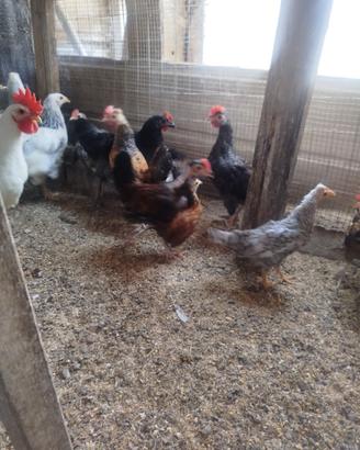 Galli e galline nane
