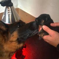 Cuccioli Pastore Tedesco Pelo Lungo e Corto