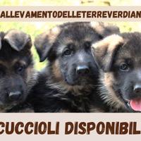 Cuccioli di pastore tedesco con pedigree