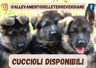 Cuccioli di pastore tedesco con pedigree