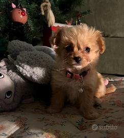 Maltipoo cuccioli
