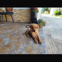 Ultima femminuccia di Labrador originale