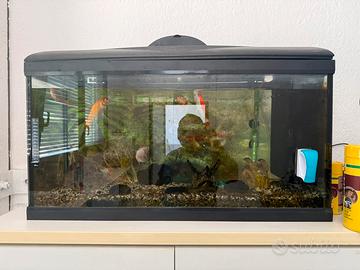 Acquario