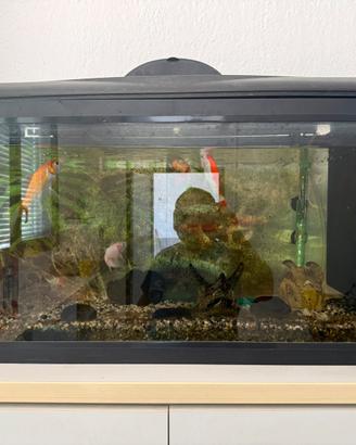Acquario