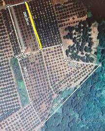 Terreno con uliveto