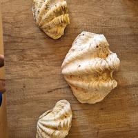 Conchiglie marine giganti ornamentali