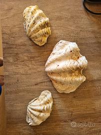 Conchiglie marine giganti ornamentali