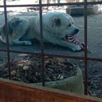 Ultimi CUCCIOLI Pastore Asia Centrale