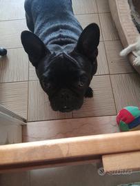 Bulldog francese