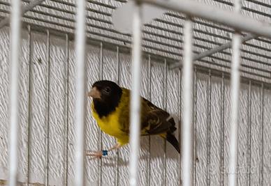 Lucherini testa nera topazio