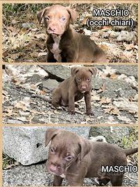 Pitbull UCK