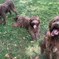 Labradoodle M cane esperto tartufo