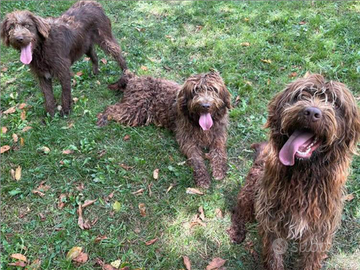 Labradoodle M cane esperto tartufo