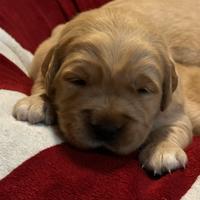 Cuccioli di golden retriever