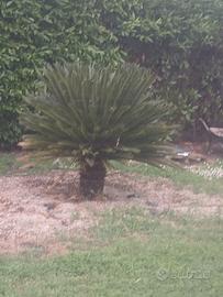 Pianta Cycas