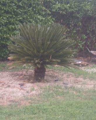 Pianta Cycas
